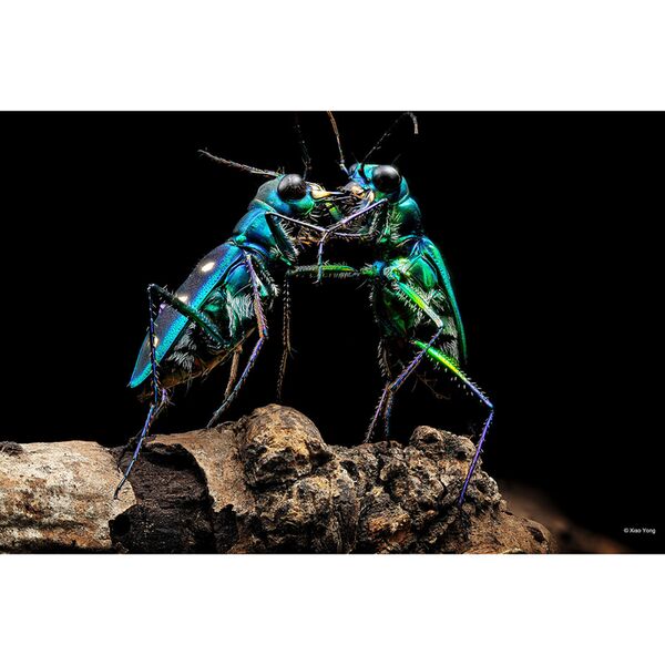 7Artisans 60mm f/2,8 Macro 2X  Nikon Z