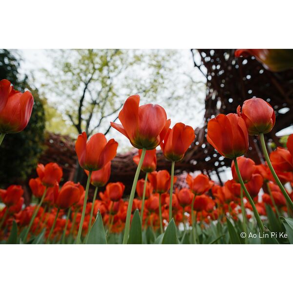 7Artisans AF 24mm f/1,8   Sony FE-Mount