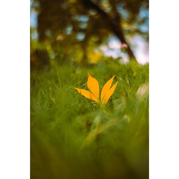 7Artisans AF 35mm f/1,8  L-Mount