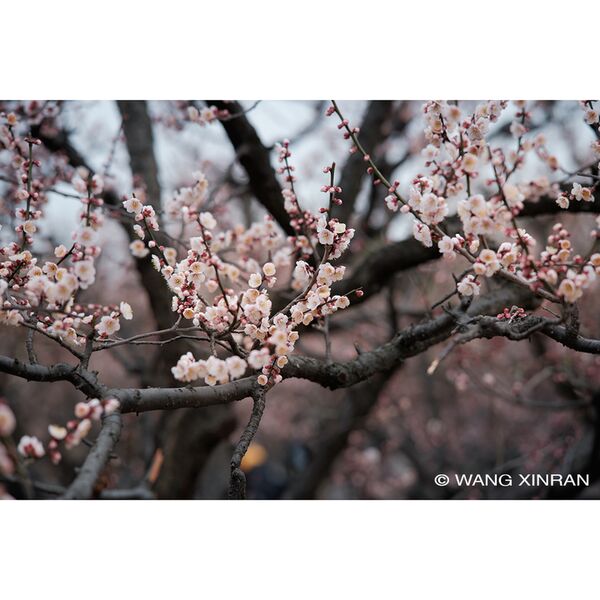 7Artisans AF 85mm f/1,8  L-Mount