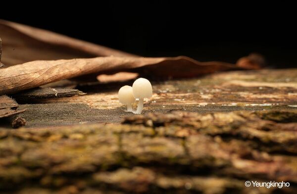 7Artisans Infinte 65mm T2.9 Macro 2X  Nikon Z