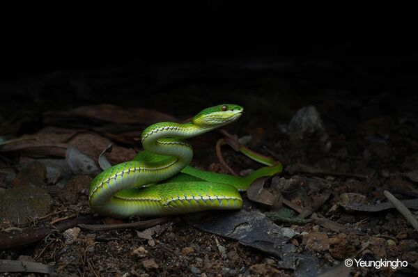 7Artisans Infinte 65mm T2.9 Macro 2X  Sony FE-Mount