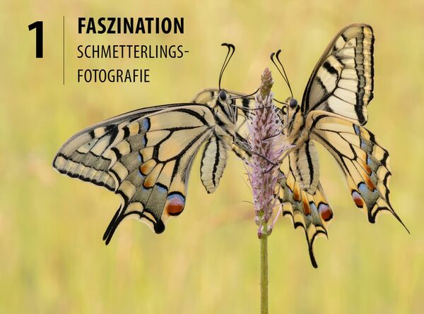 Buch Schmetterlinge - so gelingen faszinierende Fotos 