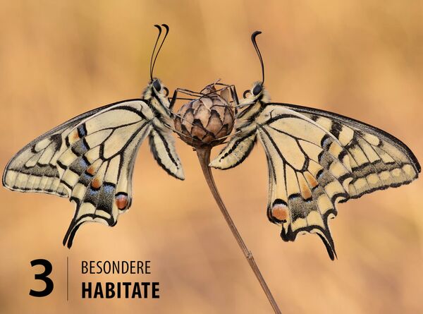 Buch Schmetterlinge - so gelingen faszinierende Fotos 