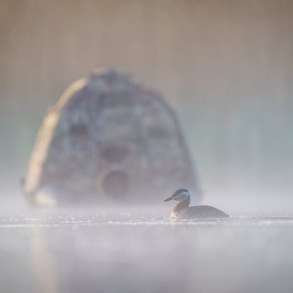 Buteo Photo Gear Swimmversteck Grebe II 