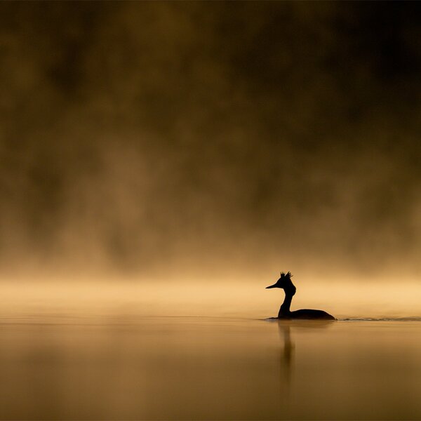 Buteo Photo Gear Swimmversteck Grebe II 