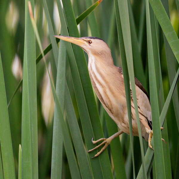 Buteo Photo Gear Swimmversteck Grebe II 