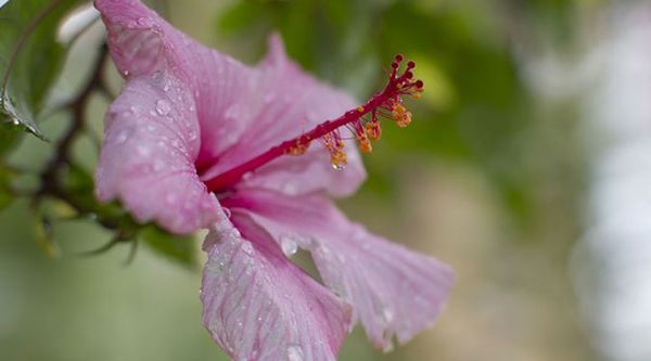 Canon EF 50mm f/1,2 L USM  Canon EF