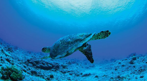 Canon EF 8-15mm f/4,0 Fisheye  L USM  Canon EF