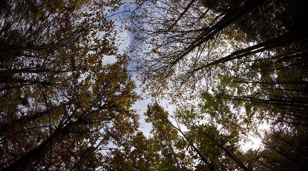 Canon EF 8-15mm f/4,0 Fisheye  L USM  Canon EF