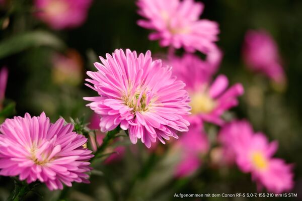 Canon EOS R100 + RF-S 18-45 mm IS STM + 5,0-7,1/55-210 mm IS STM 