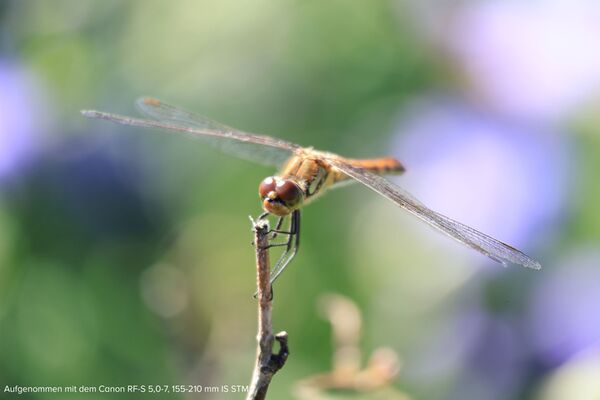 Canon EOS R100 + RF-S 18-45 mm IS STM + 5,0-7,1/55-210 mm IS STM 