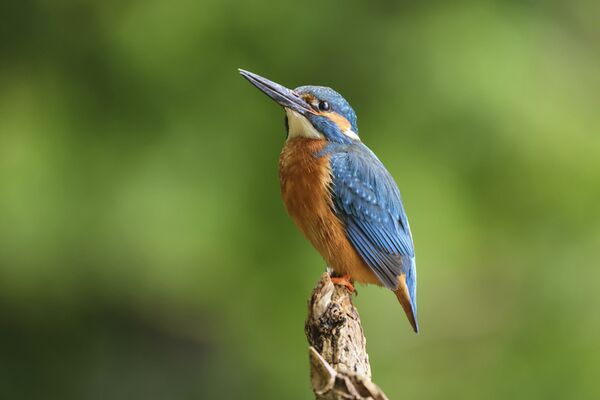 Canon EOS R5 Gehäuse 