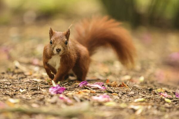 Canon EOS R5 Gehäuse 