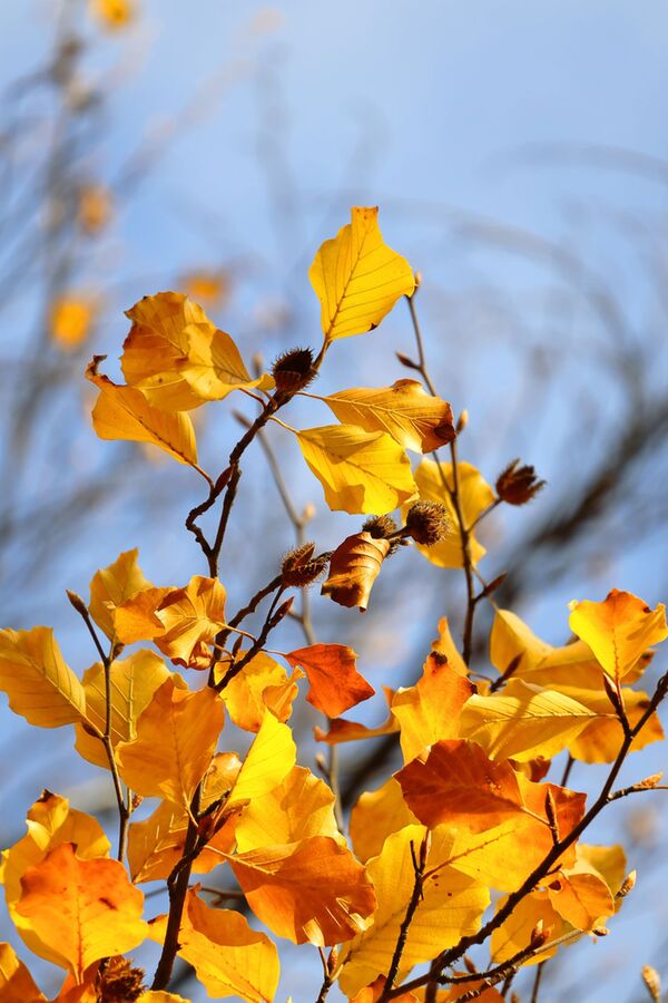 Canon EOS R50 + RF-S 18-45mm F4.5-6.3 IS STM 