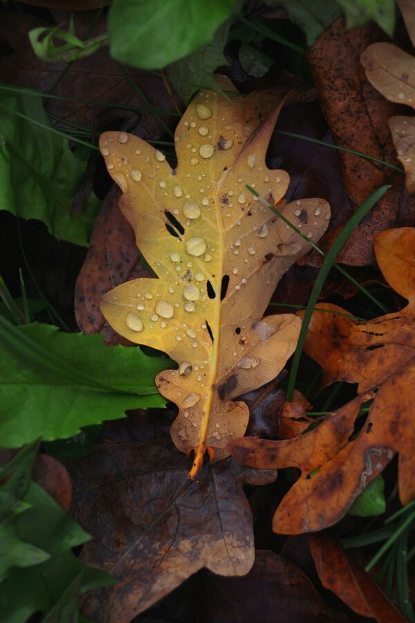 Canon EOS R50 + RF-S 18-45mm + RF-S 55-210mm 