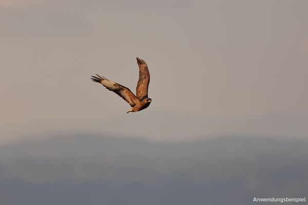 Canon EOS R7 Gehäuse Demo 