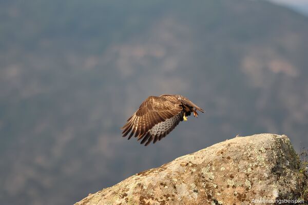 Canon EOS R7 Gehäuse Demo 
