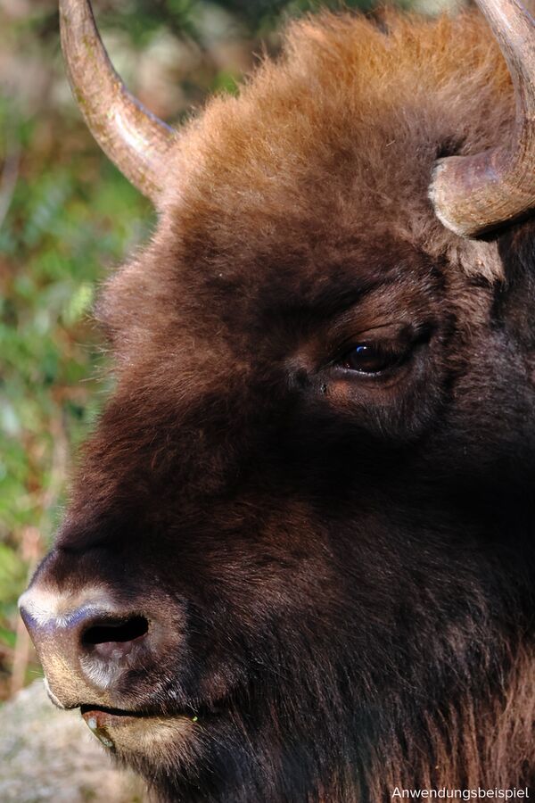 Canon EOS R7 Gehäuse -Retourenware 