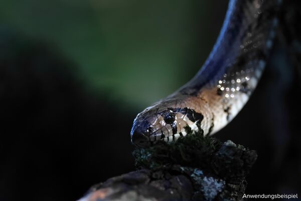 Canon EOS R7 Gehäuse -Retourenware 