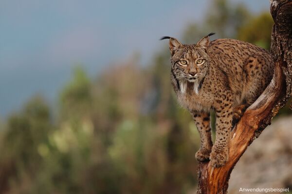 Canon EOS R7 Gehäuse -Retourenware 