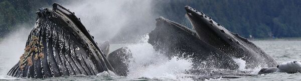 Canon Fernglas 15x50 IS All-Wetter 