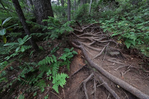 Canon RF 10-20mm f/4,0 L IS STM  Canon RF