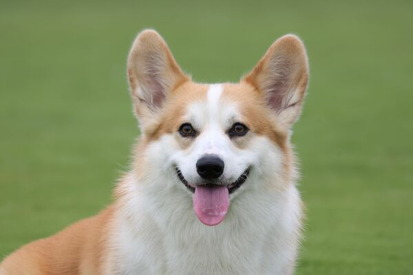 Canon RF 100-400mm f/5,6-8 IS USM  Canon RF