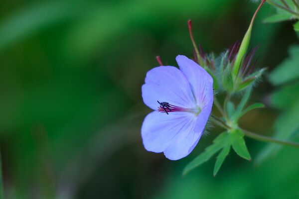 Canon RF 100-400mm f/5,6-8 IS USM  Canon RF