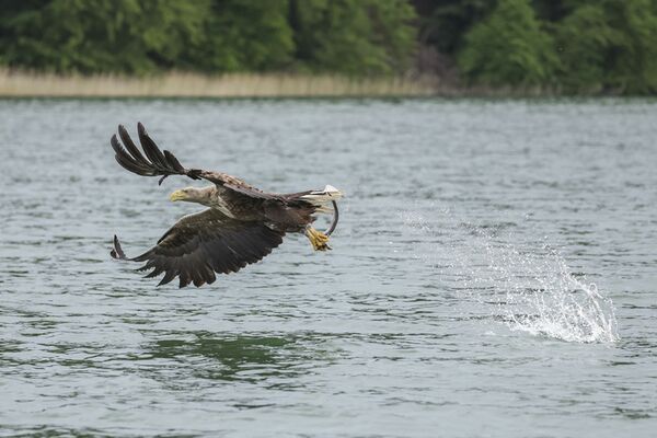 Canon RF 100-500mm f/4.5-7.1 L IS USM  Canon RF