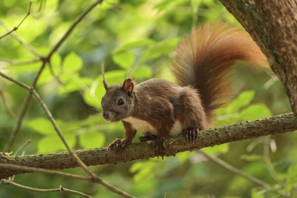 Canon RF 100-500mm f/4.5-7.1 L IS USM  Canon RF