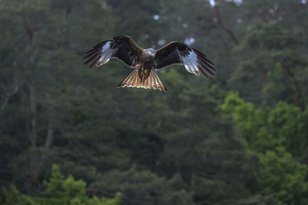 Canon RF 100-500mm f/4.5-7.1 L IS USM  Canon RF