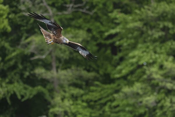 Canon RF 100-500mm f/4.5-7.1 L IS USM  Canon RF