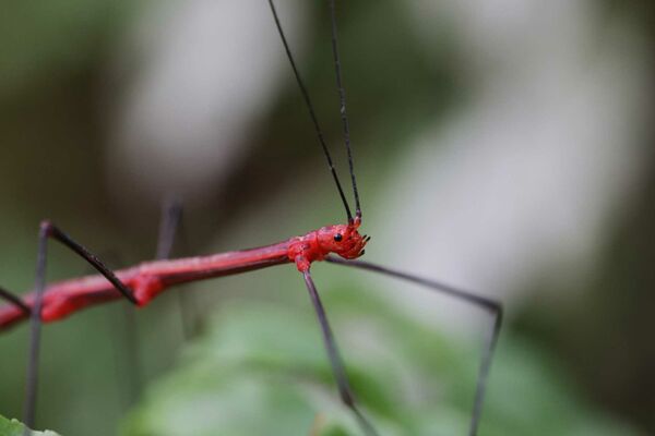 Canon RF 100mm f/2,8 L MACRO IS USM  Canon RF