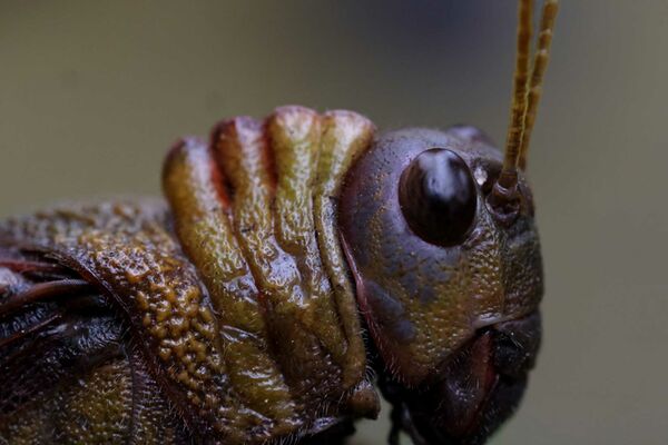 Canon RF 100mm f/2,8 L MACRO IS USM  Canon RF