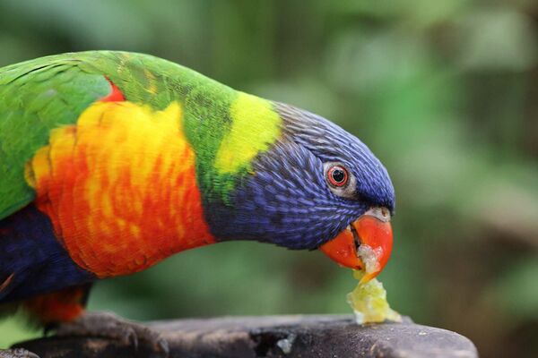 Canon RF 100mm f/2,8 L MACRO IS USM  Canon RF