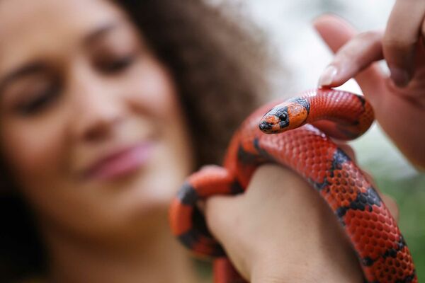 Canon RF 100mm f/2,8 L MACRO IS USM  Canon RF