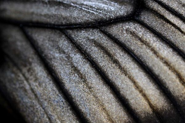 Canon RF 100mm f/2,8 L MACRO IS USM  Canon RF