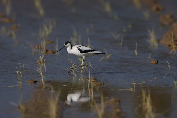 Canon RF 1200mm f/8 L IS USM  Canon RF