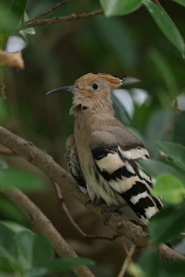 Canon RF 1200mm f/8 L IS USM  Canon RF