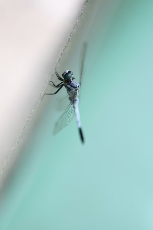 Canon RF 135mm f/1,8 L IS USM  Canon RF