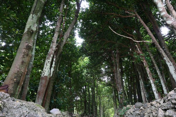 Canon RF 15-30mm f/4,5-6,3 IS STM  Canon RF