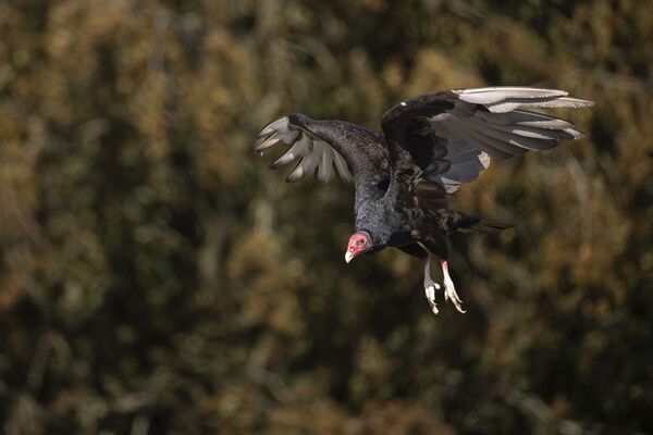 Canon RF 200-800mm f/6,3-9,0 IS USM  Canon RF