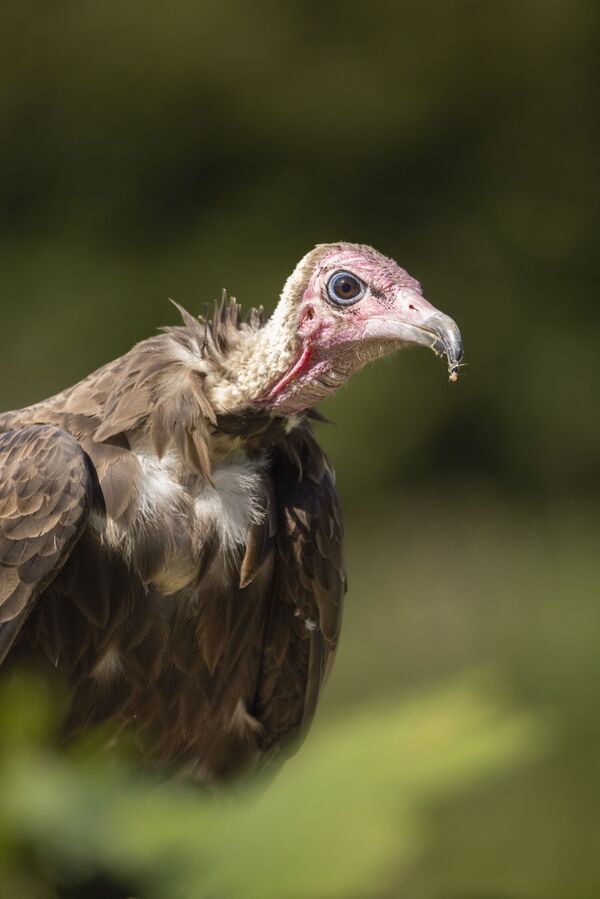 Canon RF 200-800mm f/6,3-9,0 IS USM  Canon RF