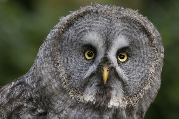 Canon RF 200-800mm f/6,3-9,0 IS USM  Canon RF