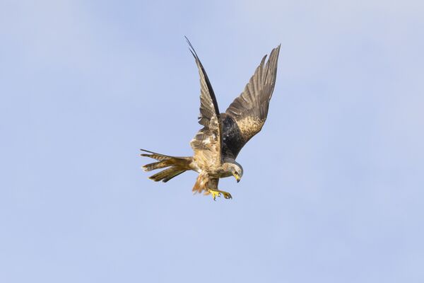 Canon RF 200-800mm f/6,3-9,0 IS USM  Canon RF