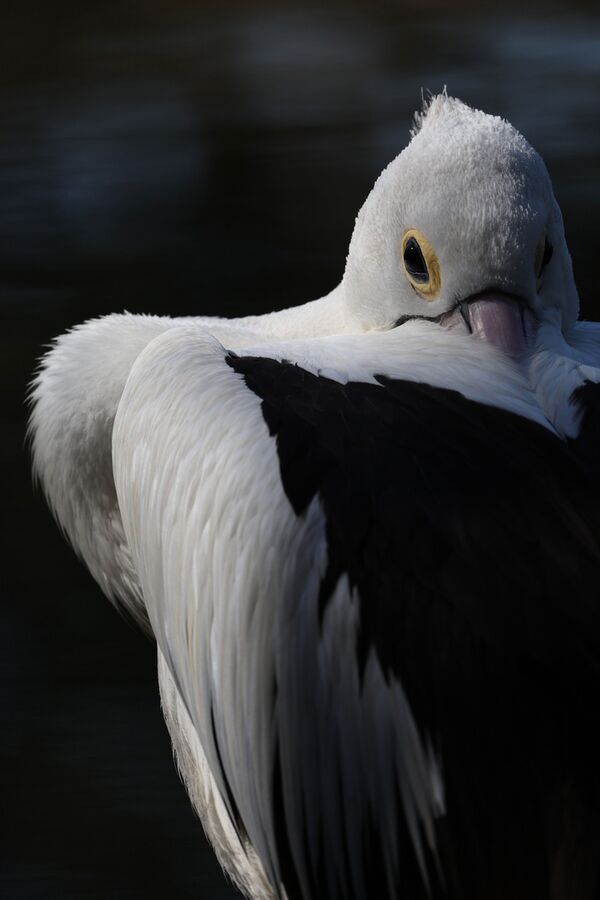 Canon RF 200-800mm f/6,3-9,0 IS USM  Canon RF