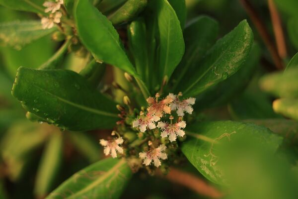 Canon RF 28-70mm f/2,8 IS STM  Canon RF