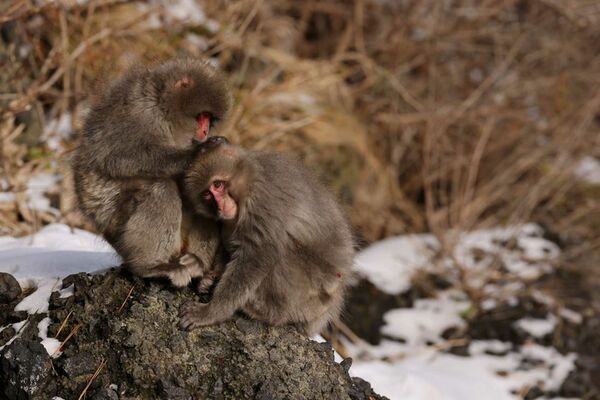 Canon RF 400mm f/2,8 L IS USM  Canon RF