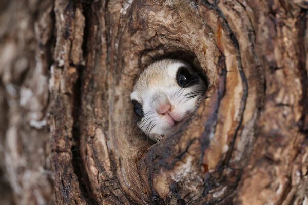 Canon RF 400mm f/2,8 L IS USM  Canon RF